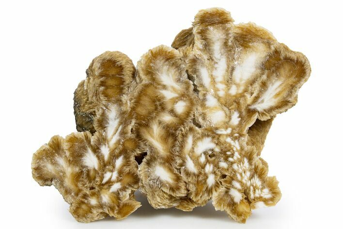 Polished Barite With Pyrite - Lubin Mine, Poland #346198